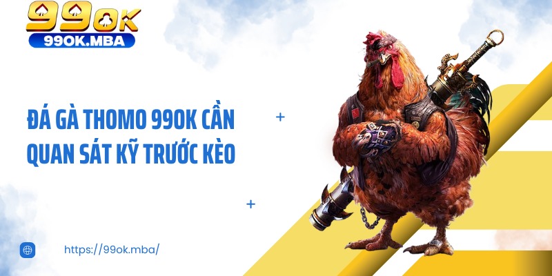 Đá gà thomo 99OK cần quan sát kỹ trước kèo